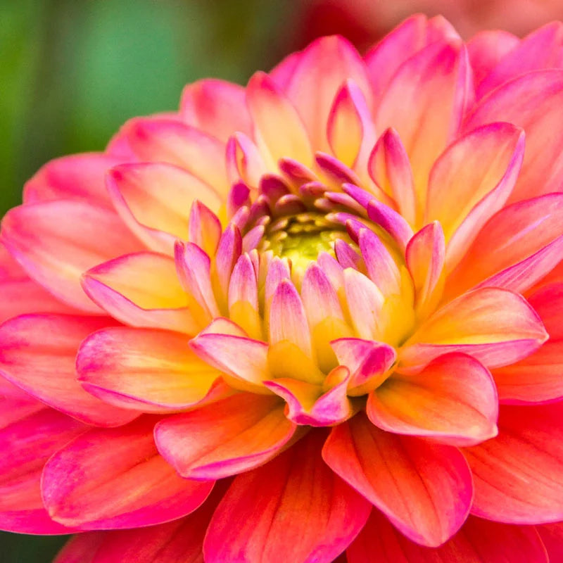 Yellow Pink Dahlia Seeds for Planting