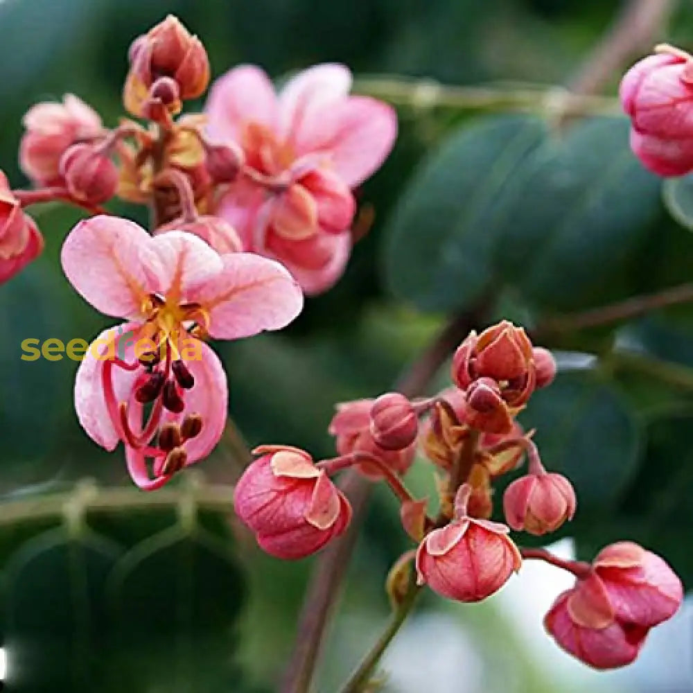 Yellow Pink Marginata Flower Seeds Planting