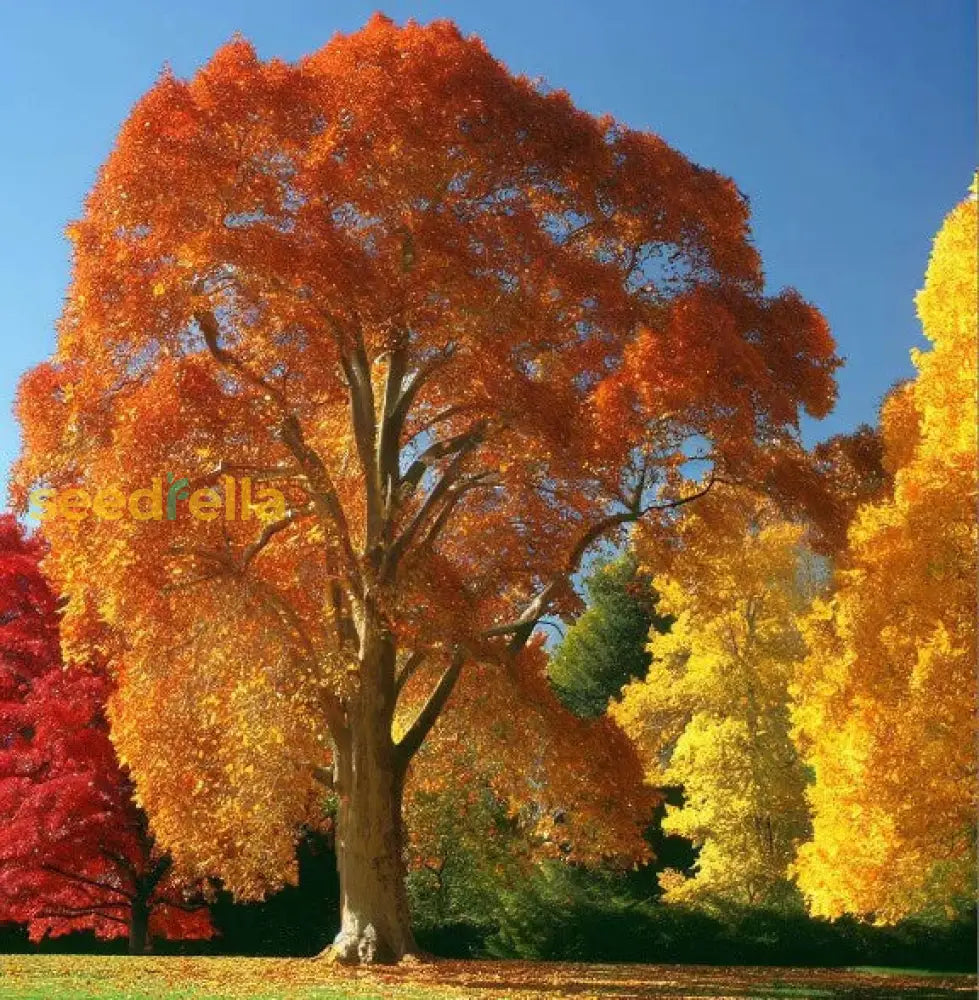 Yellow Platanus Occidentalis Tree Seeds Planting Shade Plant Seeds