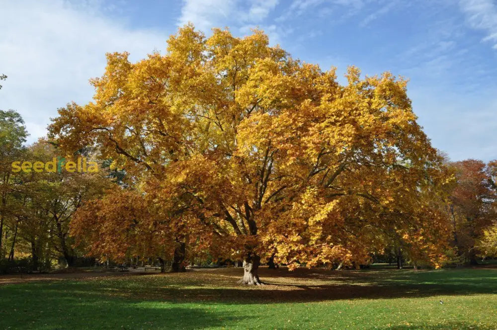 Yellow Platanus Occidentalis Tree Seeds Planting Shade Plant Seeds