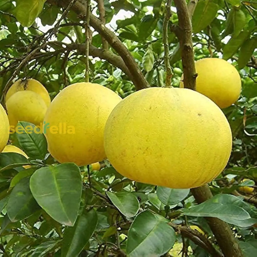 Yellow Pomelo Fruit Seeds Planting Guide