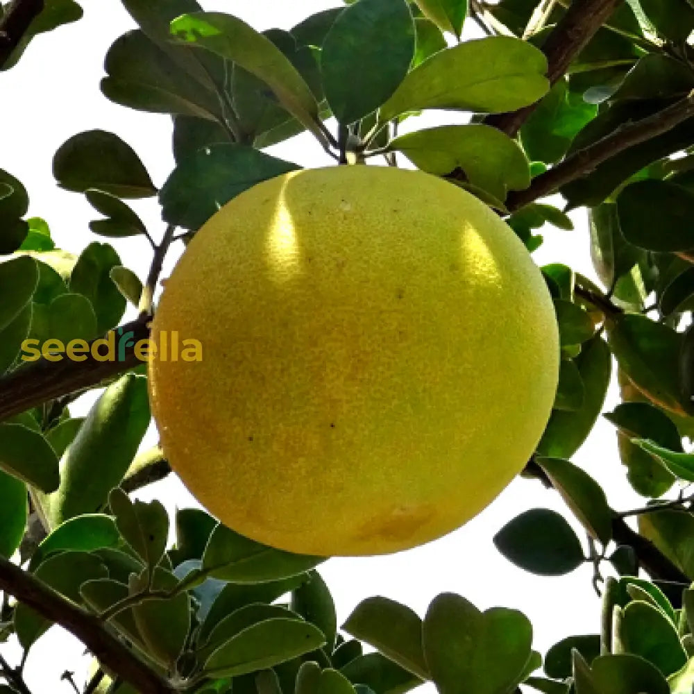 Yellow Pomelo Fruit Seeds Planting Guide