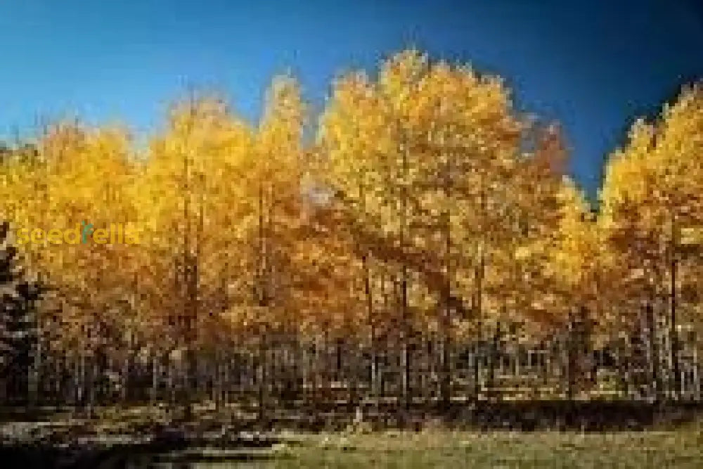 Yellow Populus Tremuloides Tree Seeds Planting