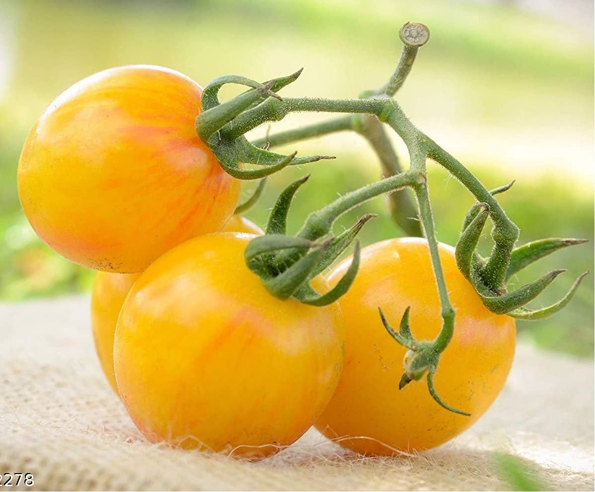 Freshly harvested Yellow Pork Chop Tomatoes from garden