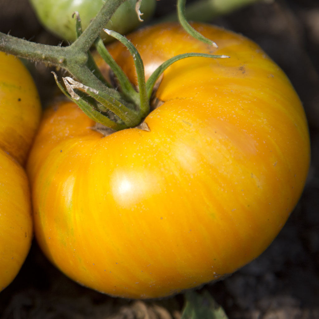 Yellow Pork Chop Tomato seeds for home vegetable garden planting