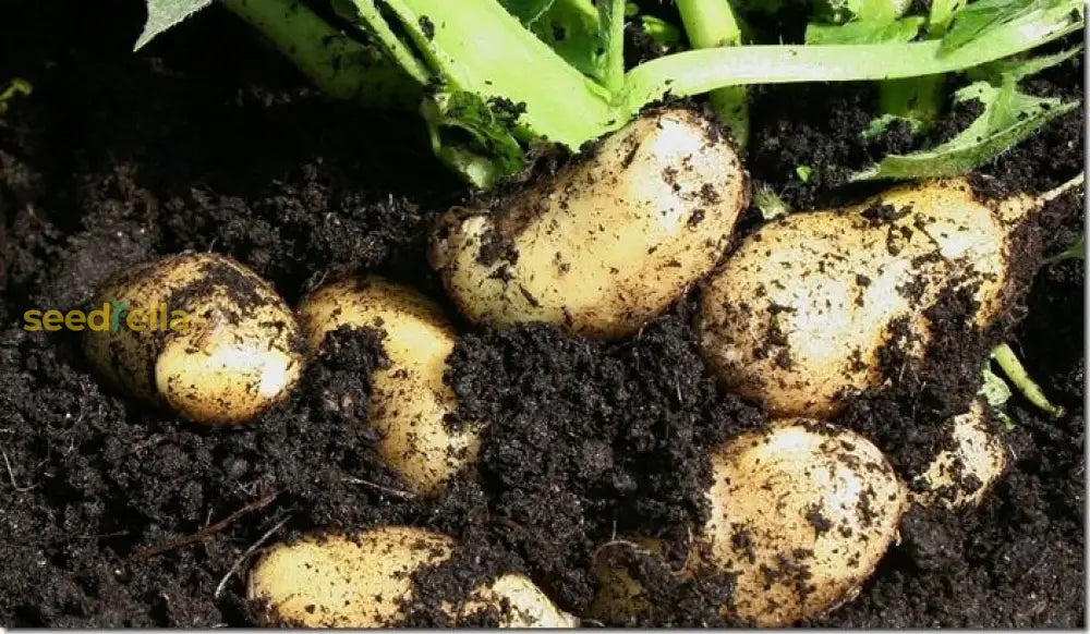 Yellow Potato Vegetable Seeds Planting