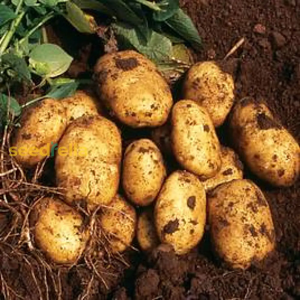 Yellow Potato Vegetable Seeds Planting