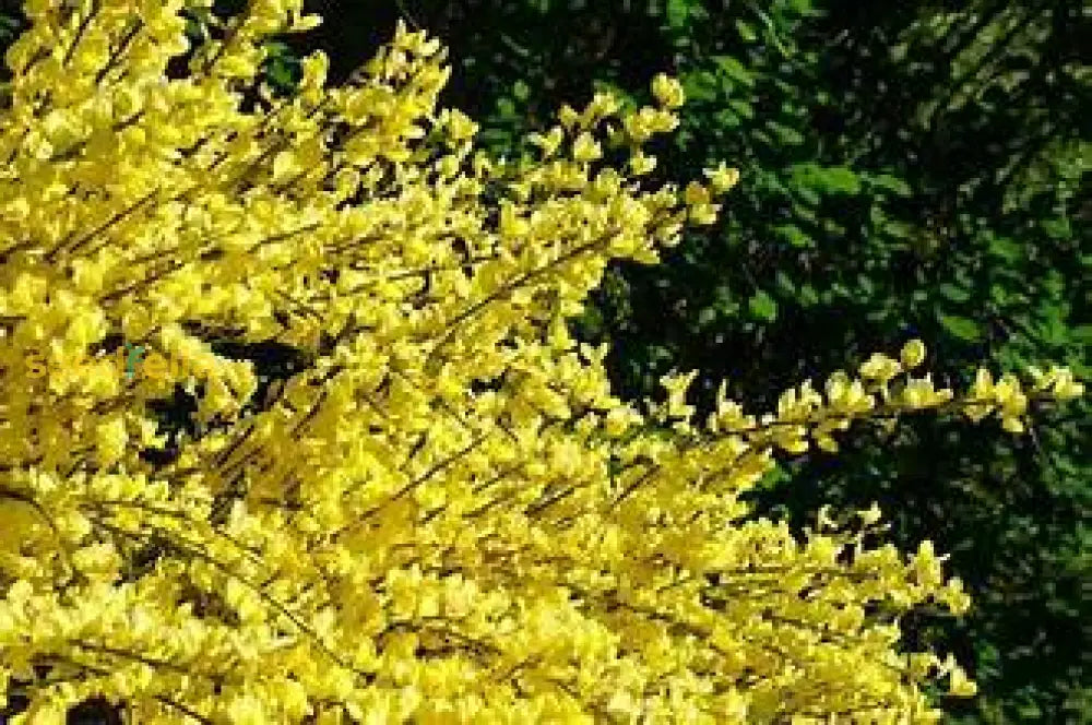 Yellow Praecox Plant Seeds: Planting Guide And Tips Seeds