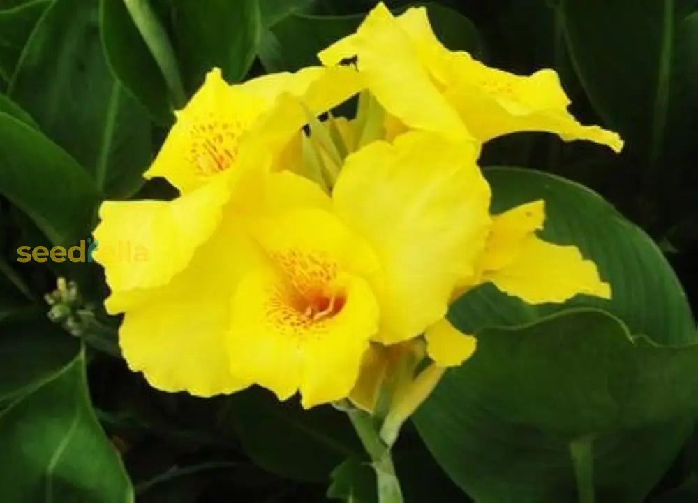 Yellow Pretoria Flower Seeds Planting Guide