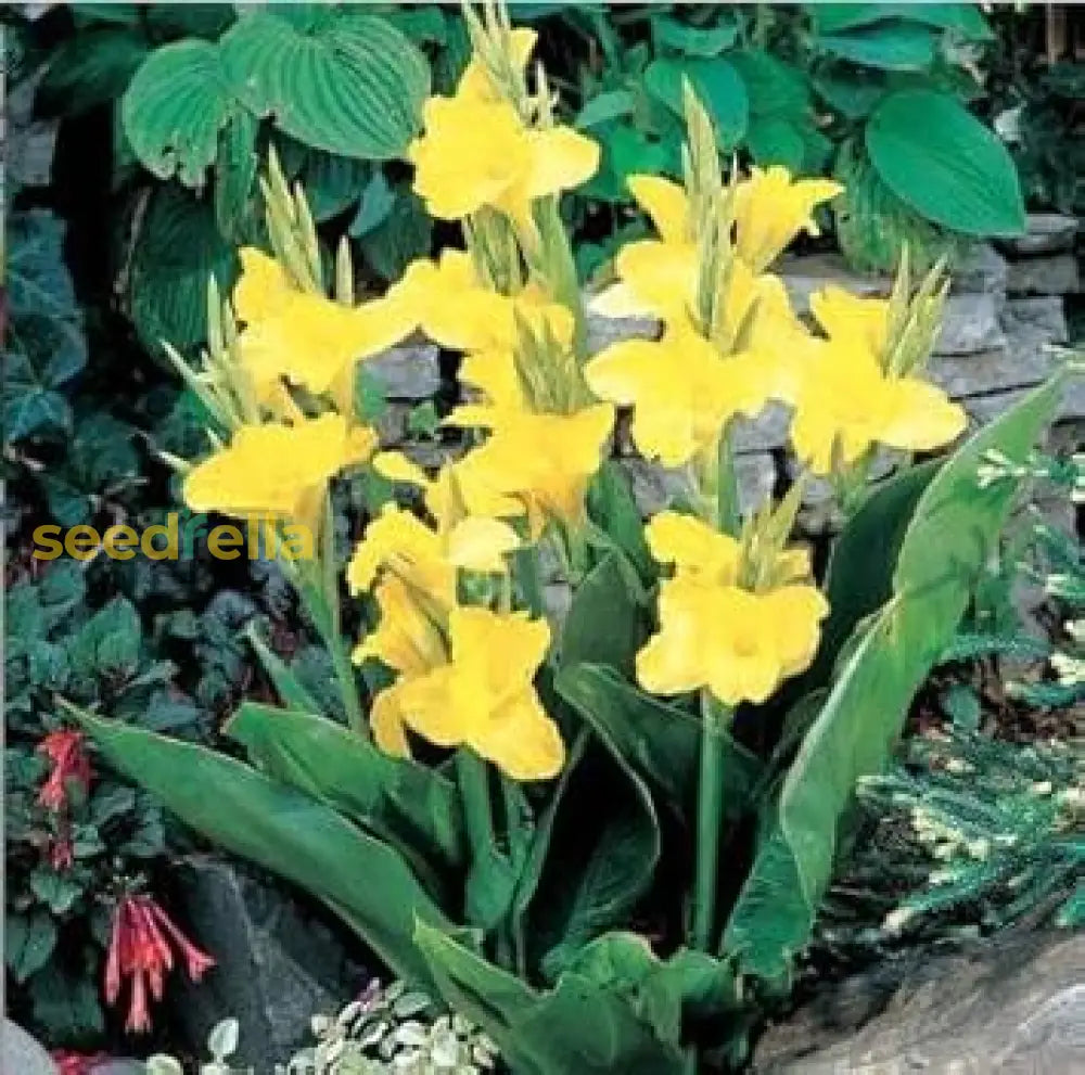 Yellow Pretoria Flower Seeds Planting Guide