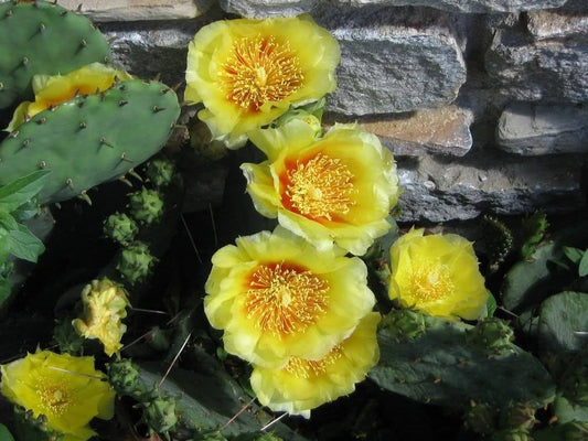 Yellow Prickly Pear Cactus (Opuntia ficus-indica) seeds for planting