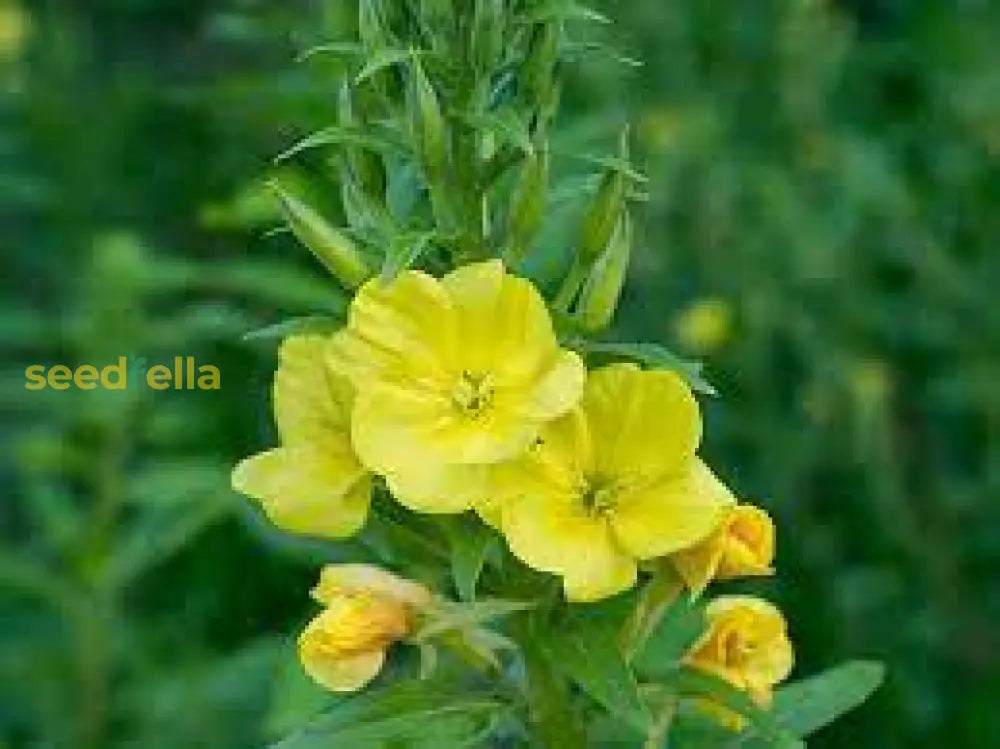 Yellow Primrose Flower Seeds Planting Tips