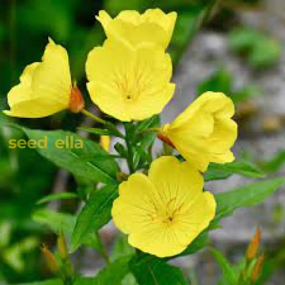 Yellow Primrose Flower Seeds Planting Tips