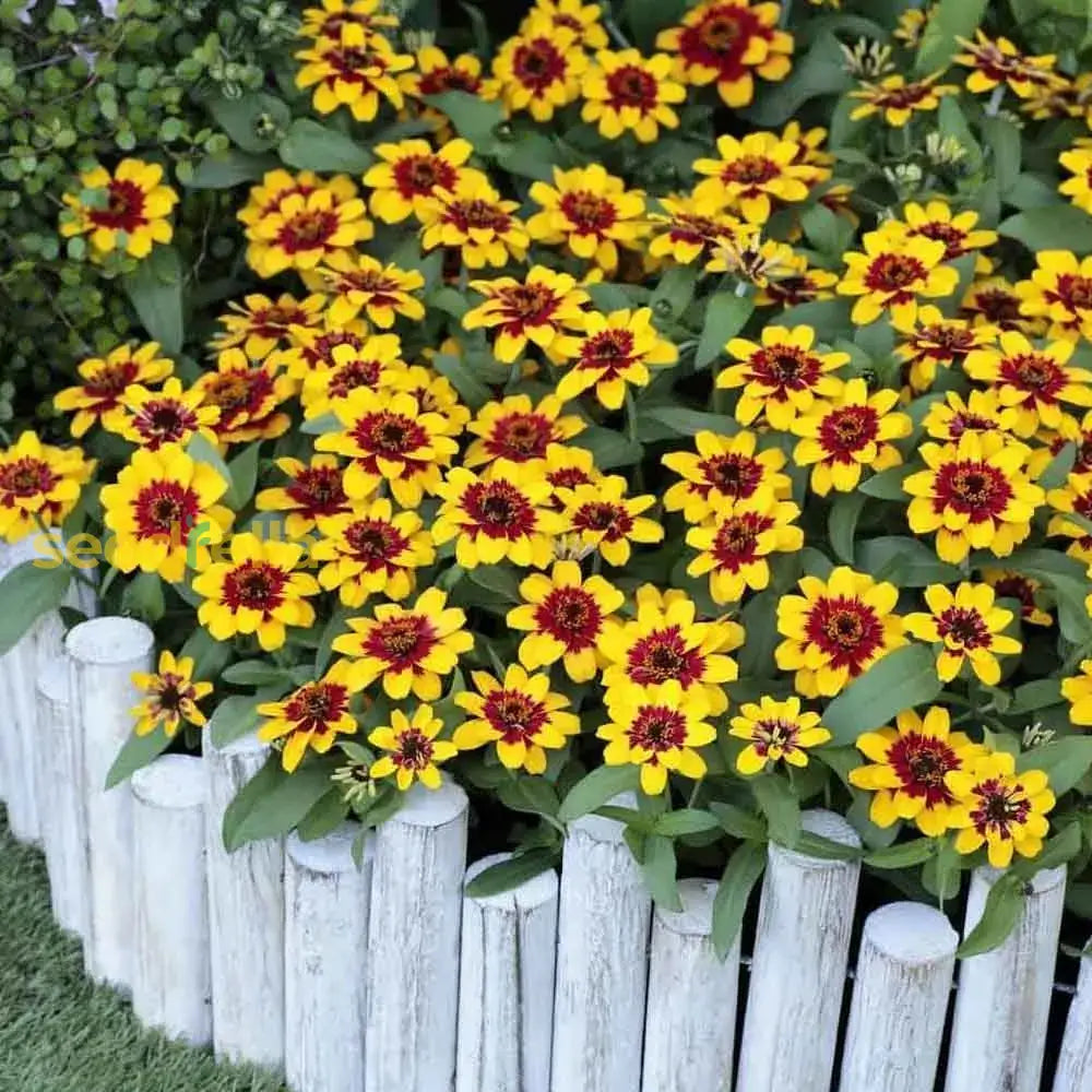 Yellow Profusion Flower Planting Seeds