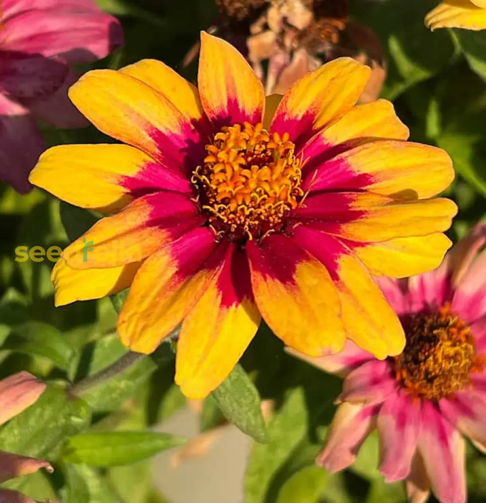 Yellow Profusion Flower Planting Seeds