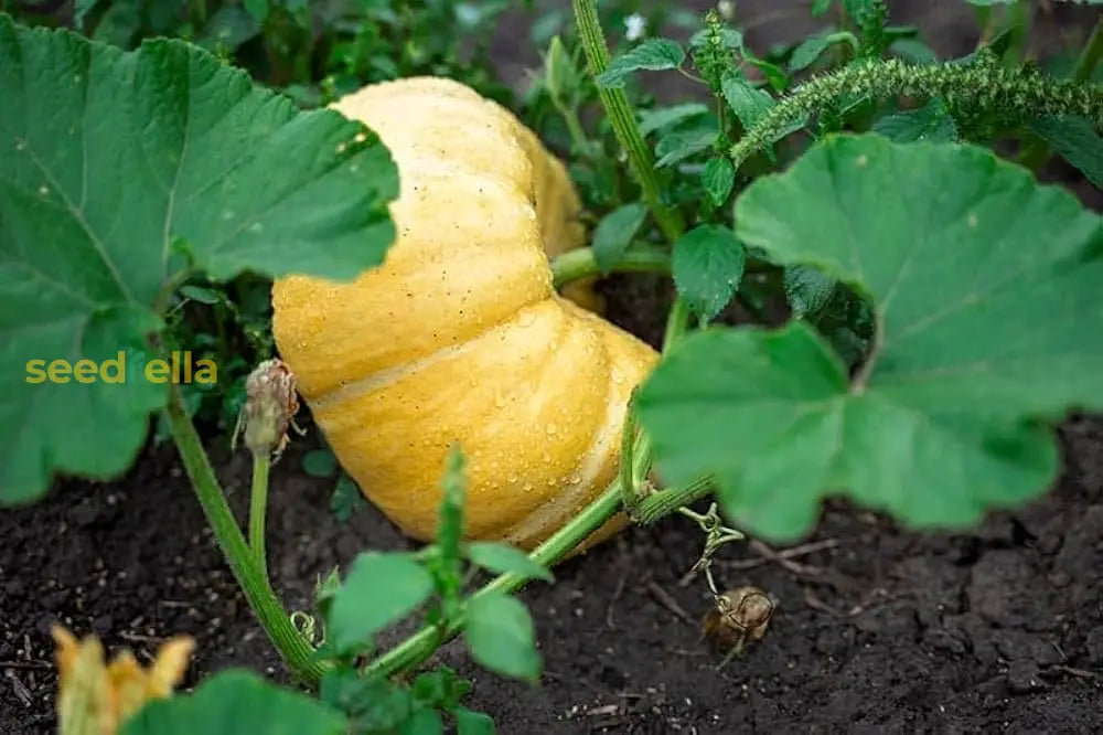 Yellow Pumpkin Vegetable Planting Seeds - 100 Pcs Seeds