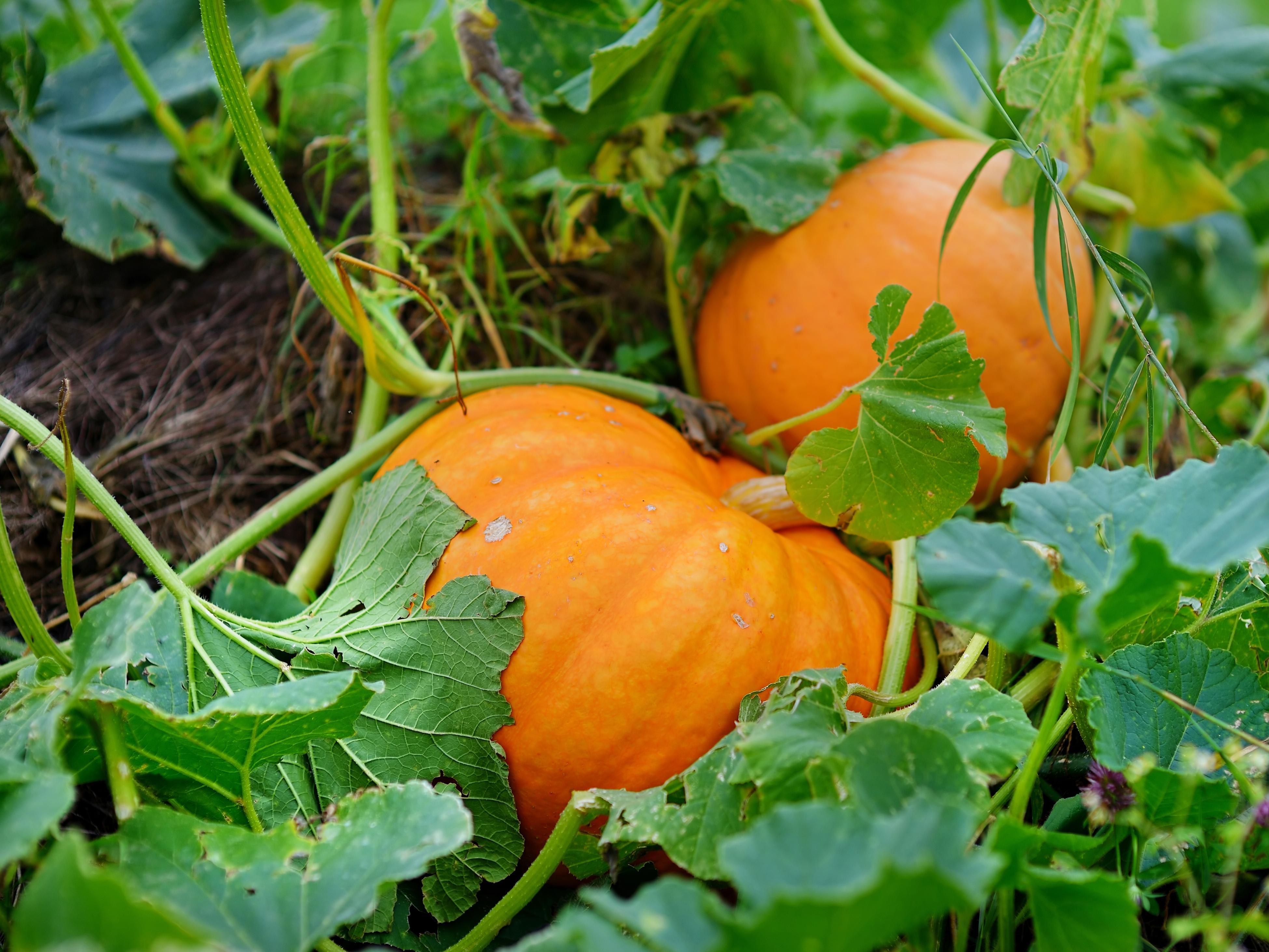 Yellow Jamaican pumpkin vines growing in a garden
