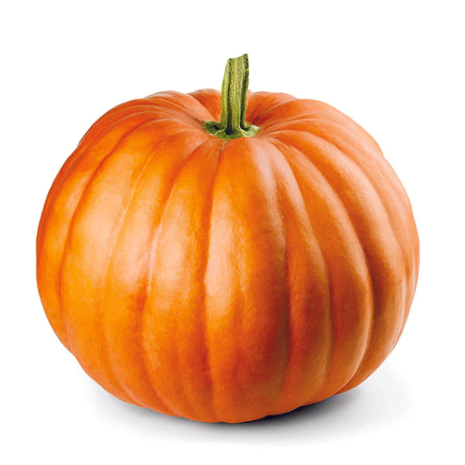 Yellow pumpkin vine growth in soil