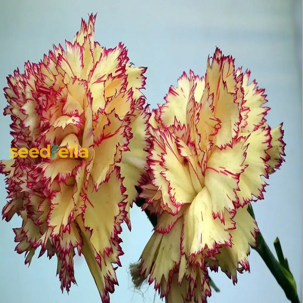 Yellow Purple Carnation Flower Seeds For Planting  Ideal Garden Beautification And Vibrant