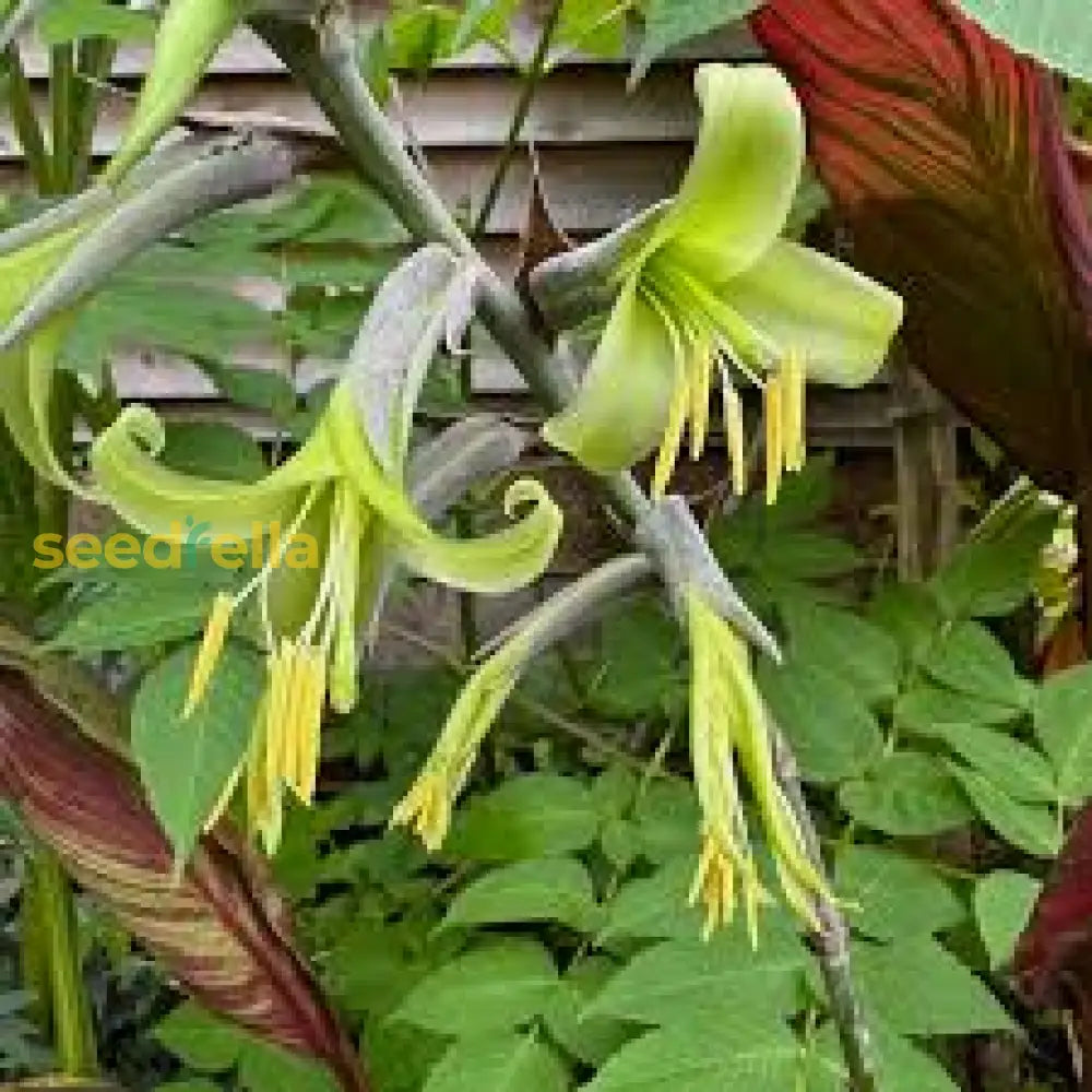 Yellow Puya Mirabilis Seeds For Planting  Exotic Blooming Plant Seeds