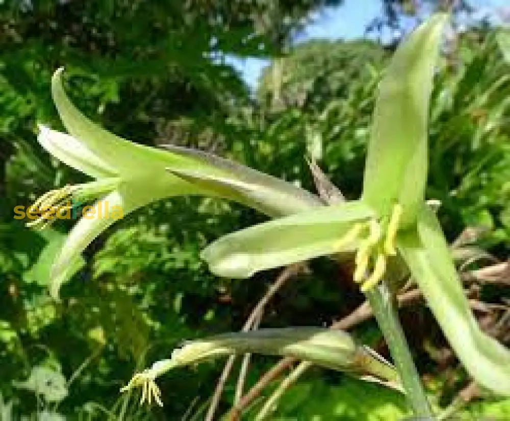 Yellow Puya Mirabilis Seeds For Planting  Exotic Blooming Plant Seeds