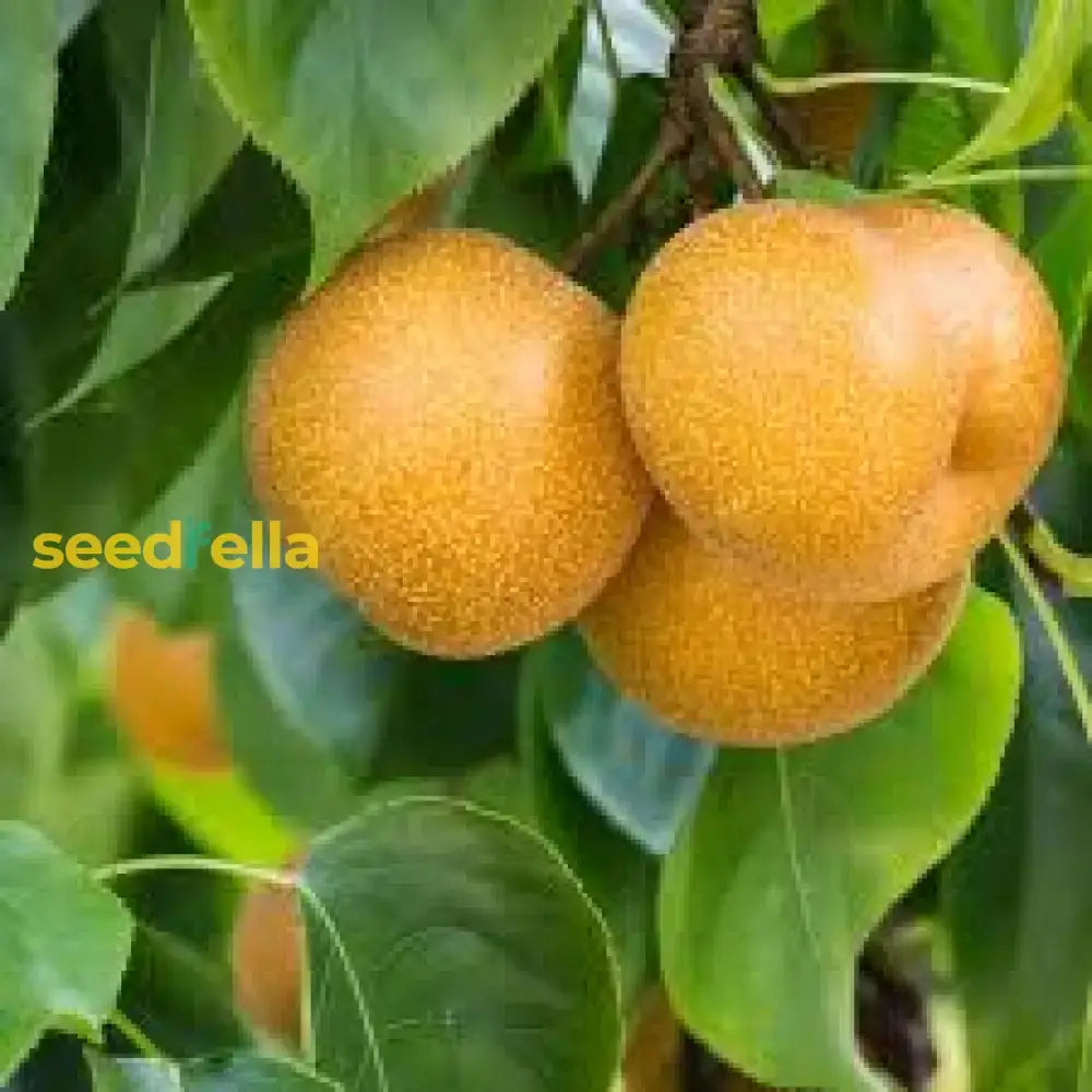 Yellow Pyrus Pyrifolia Fruit For Planting - Seeds Thriving Orchards And Sweet Treats