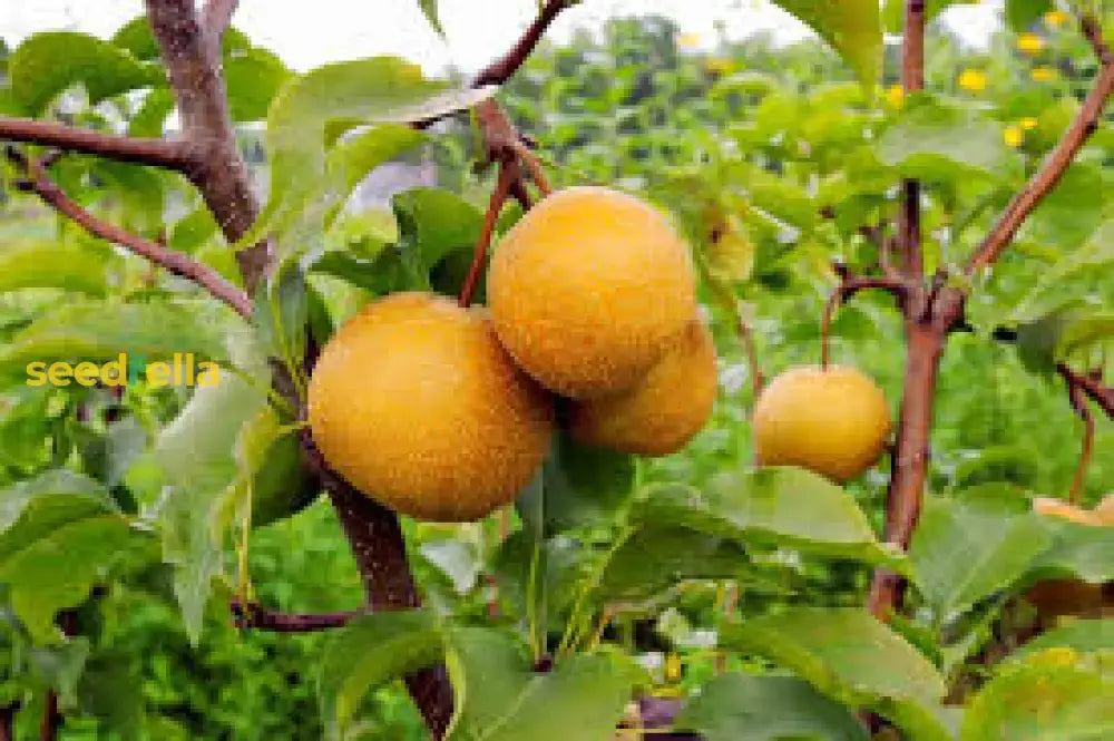 Yellow Pyrus Pyrifolia Fruit For Planting - Seeds Thriving Orchards And Sweet Treats