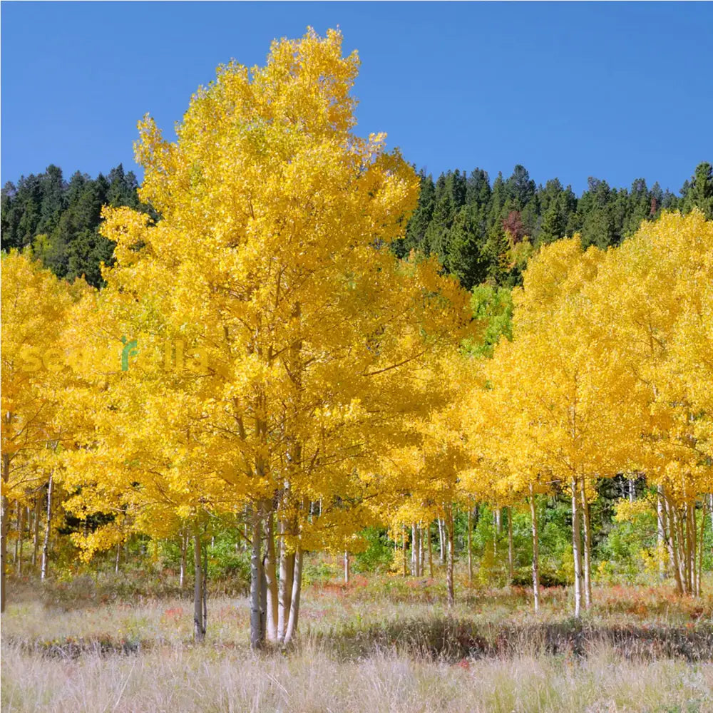 Yellow Quaking Aspen Tree Planting - Seeds For Vibrant Growth And Beautiful Landscapes