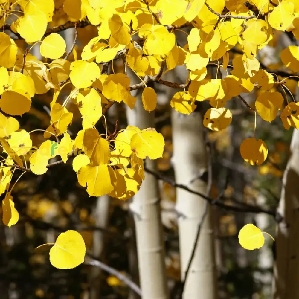 Yellow Quaking Aspen Tree Planting - Seeds For Vibrant Growth And Beautiful Landscapes