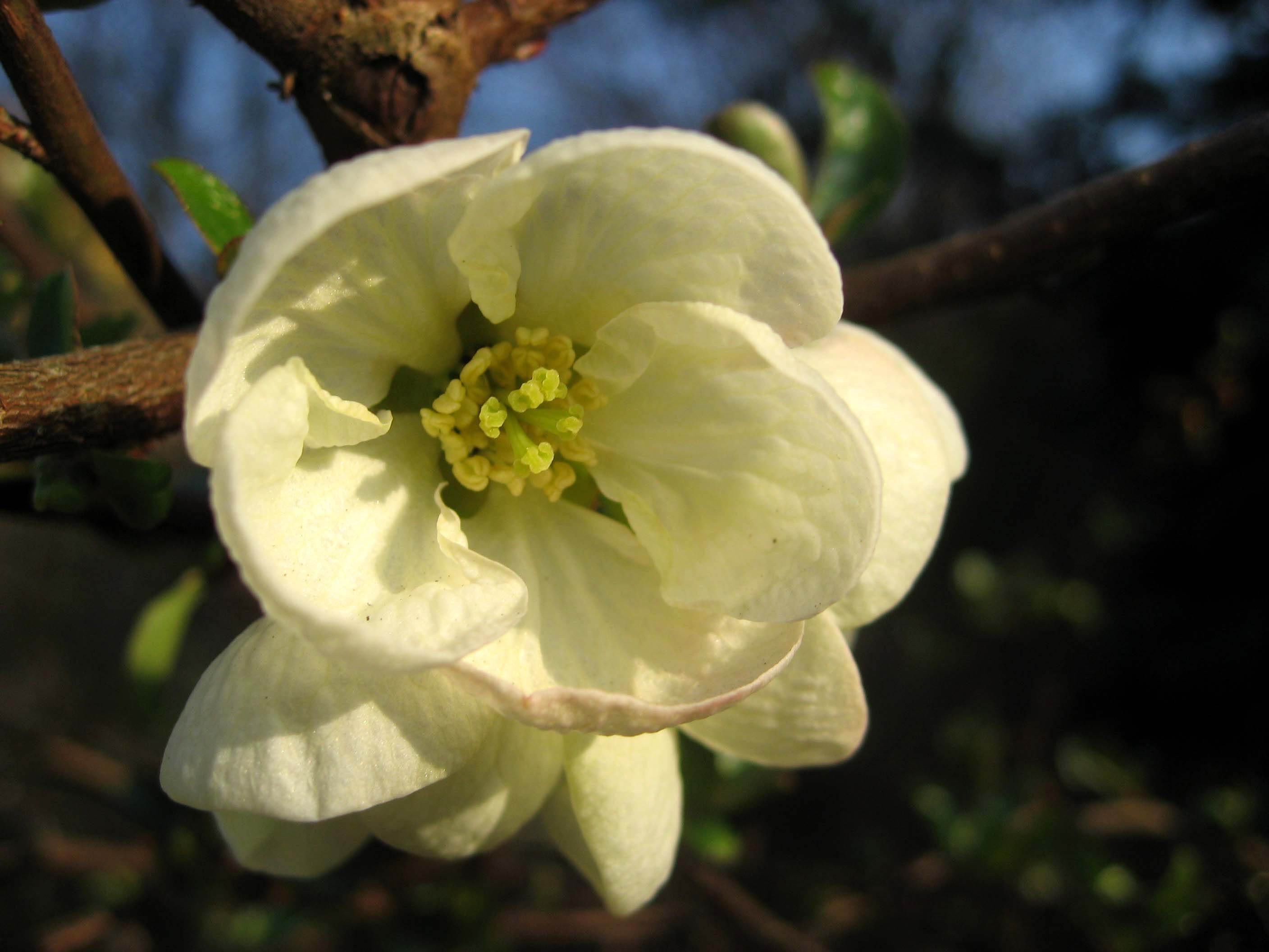 Yellow Chaenomeles flowers blooming in spring