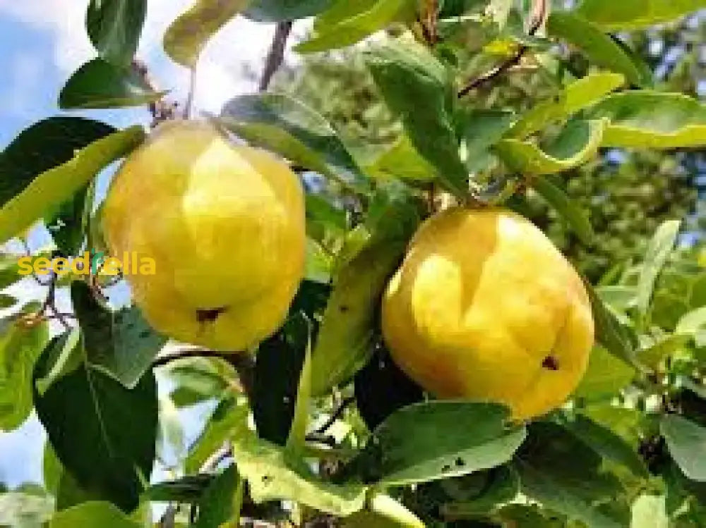 Yellow Quince Seeds For Planting  Grow Your Own Fruit