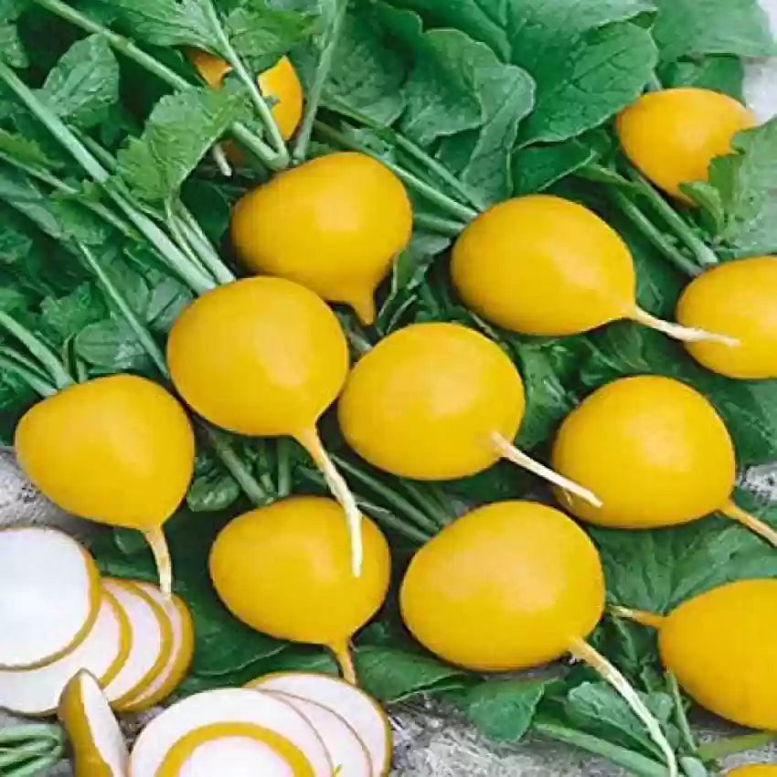 Yellow radish plants growing in garden soil