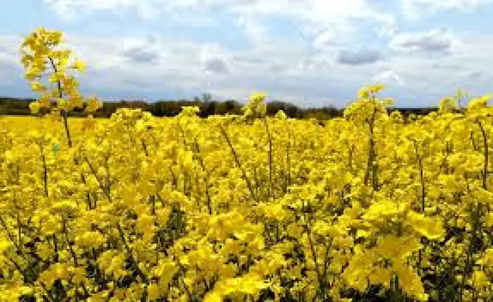 Yellow Rape Flower Seeds For Planting  Brighten Your Garden