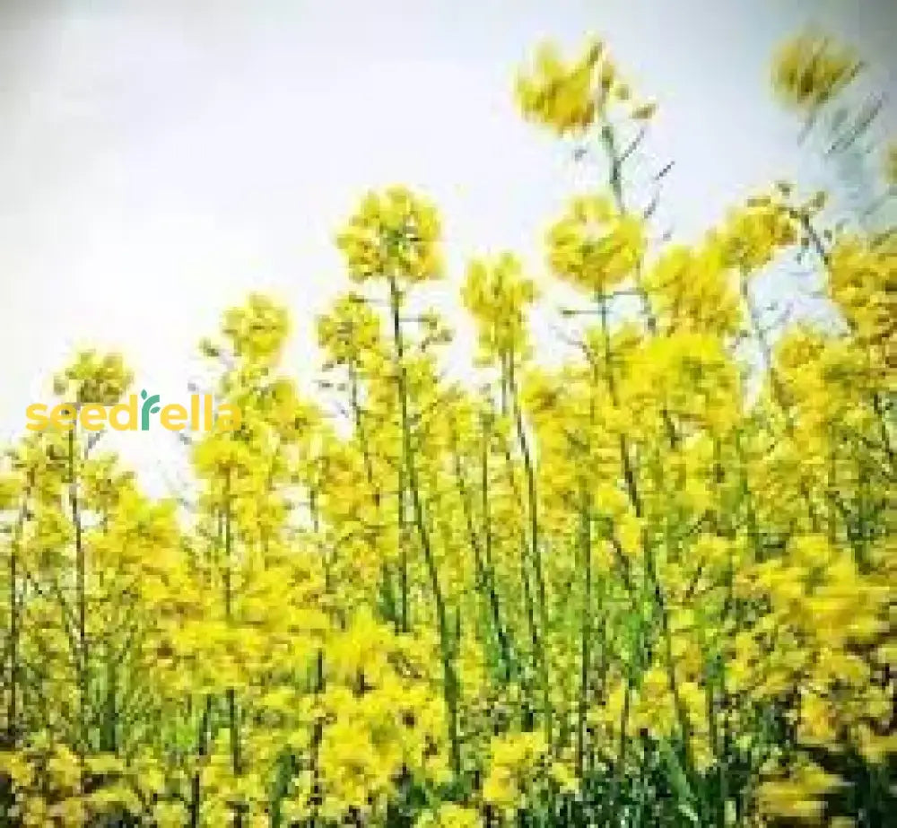 Yellow Rape Flower Seeds For Planting  Brighten Your Garden