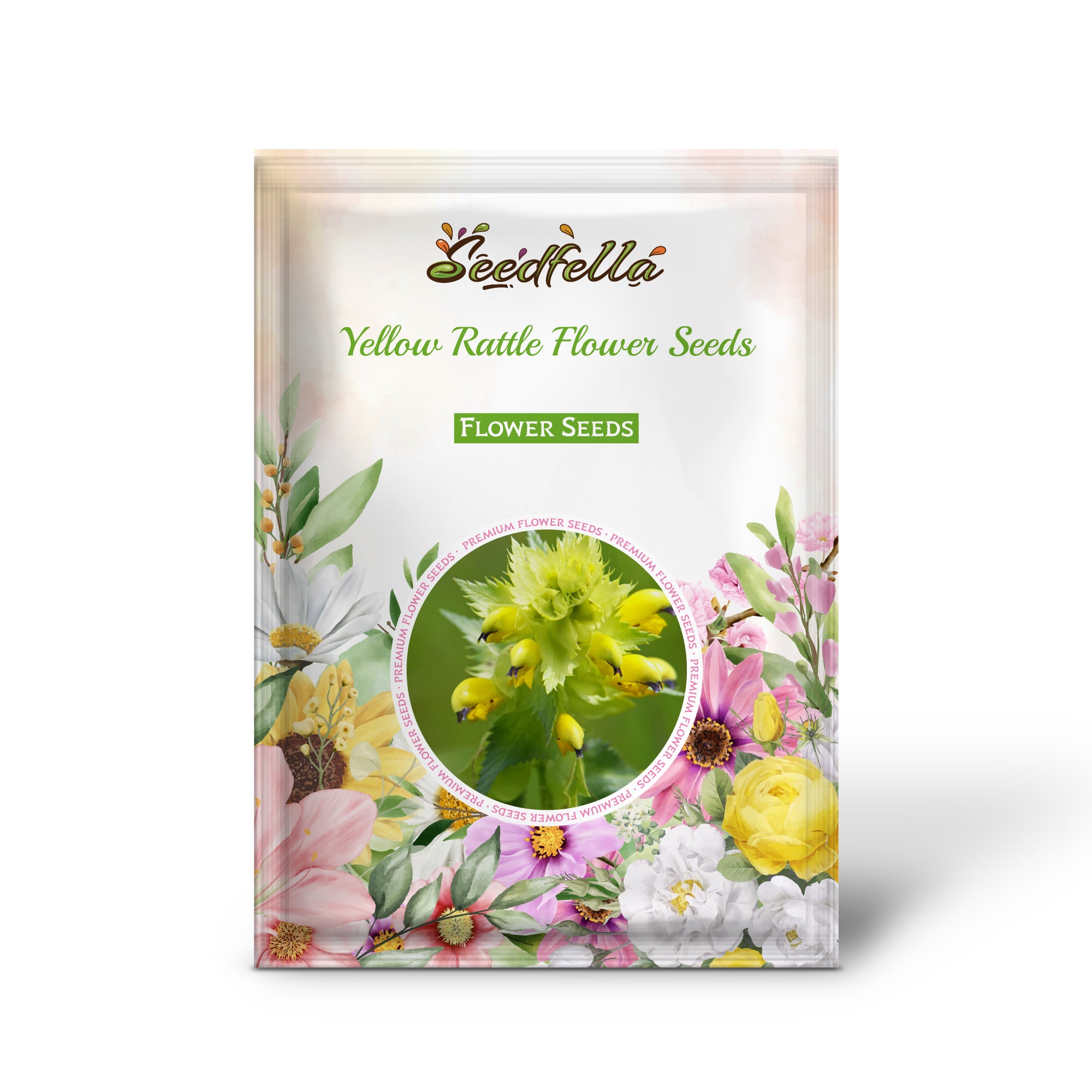 Yellow rattle seeds germination seedlings