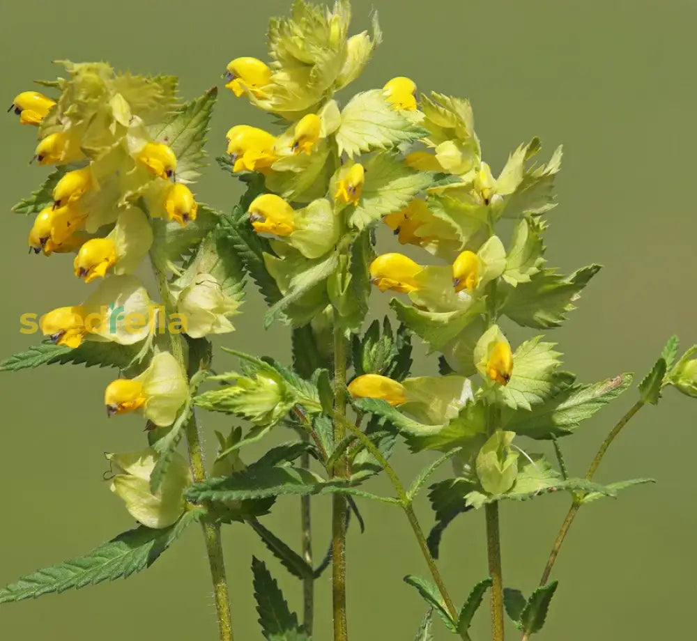 Yellow rattle seeds Rhinanthus minor for planting