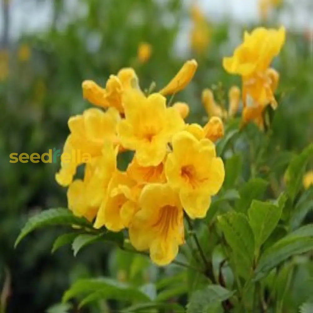 Yellow Rawstone Plant For Your Garden  Seed Bright And Cheerful Blooms Flower Seeds