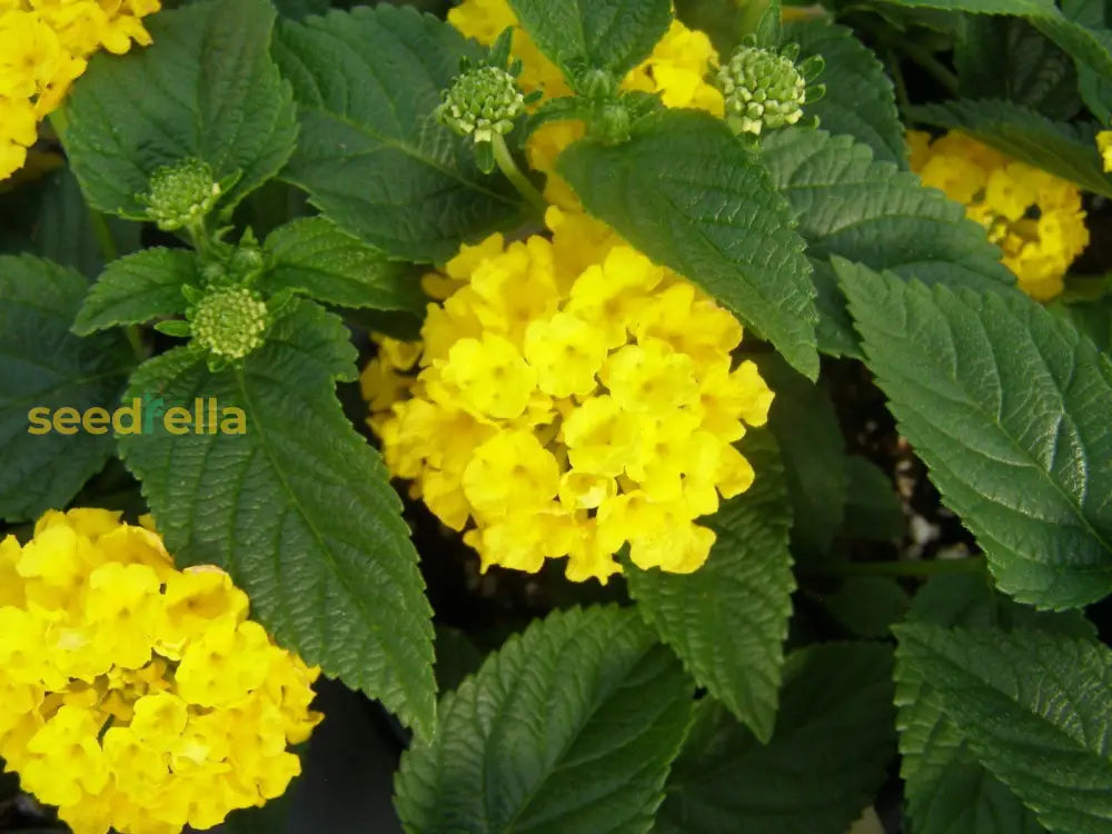 Yellow Rawstone Plant For Your Garden  Seed Bright And Cheerful Blooms Flower Seeds