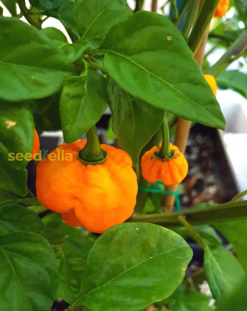 Yellow Reaper Pepper plants growing in home garden