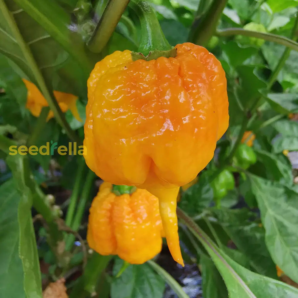 Yellow Reaper Pepper seeds for planting non GMO