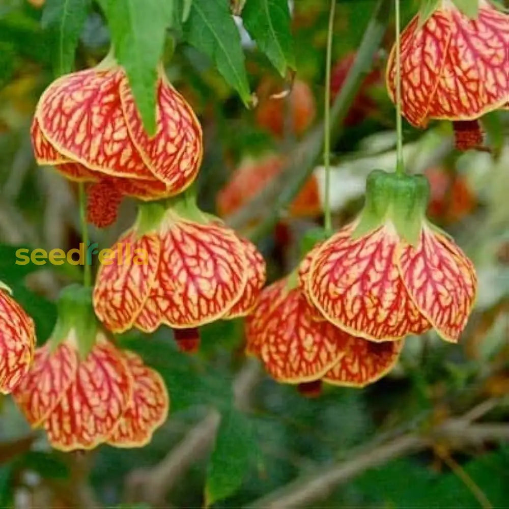 Yellow Red Abutilon Striatum Flower Seeds For Garden Planting