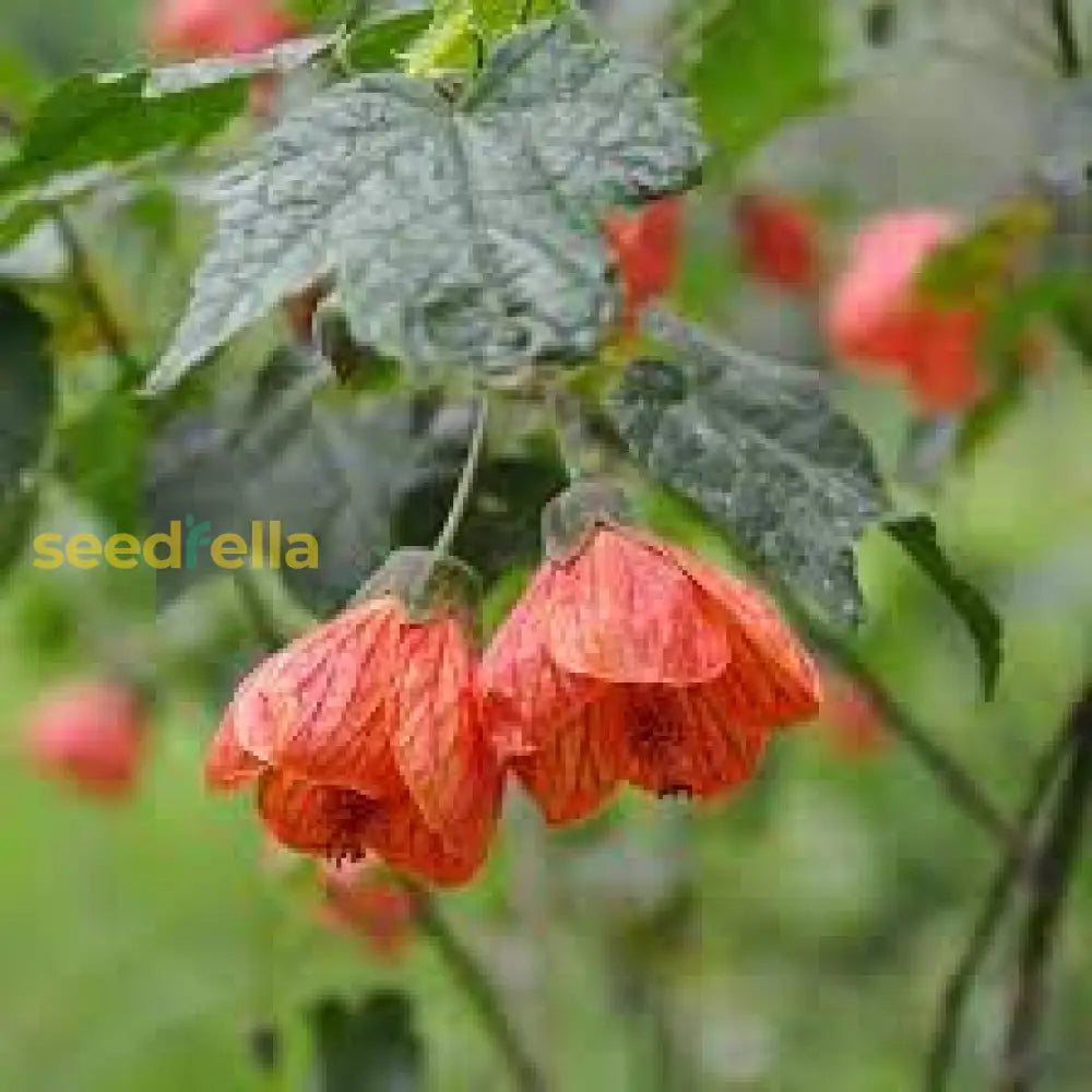 Yellow Red Abutilon Striatum Flower Seeds For Garden Planting