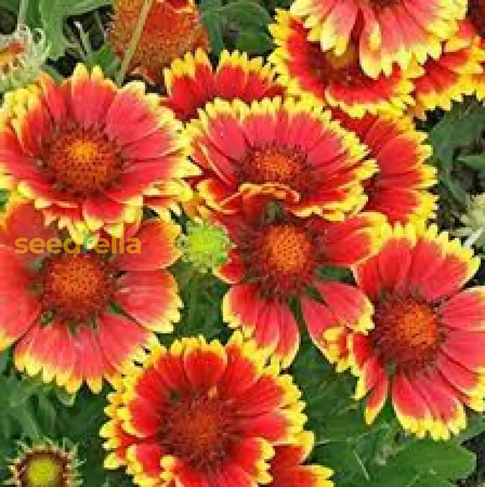 Yellow Red Aristata Flower Seeds For Garden Planting  Vibrant Blooms