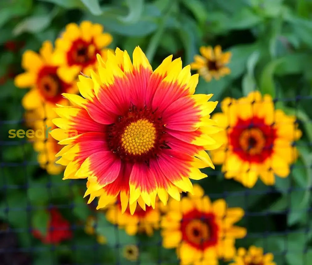 Yellow Red Aristata Flower Seeds For Garden Planting  Vibrant Blooms