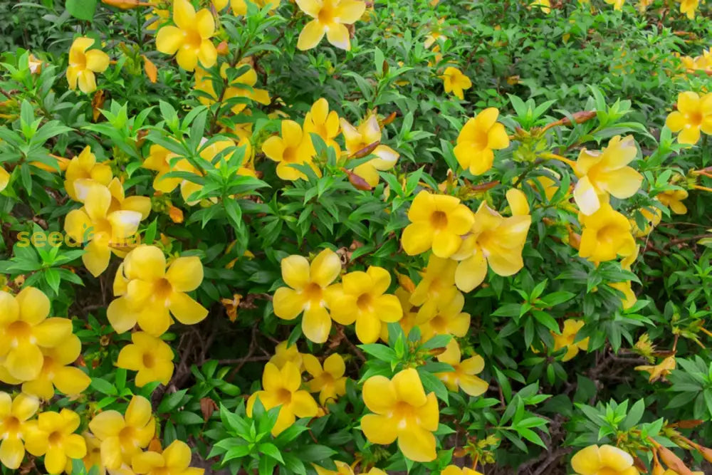 Yellow and Red Bellflower Seeds for Planting