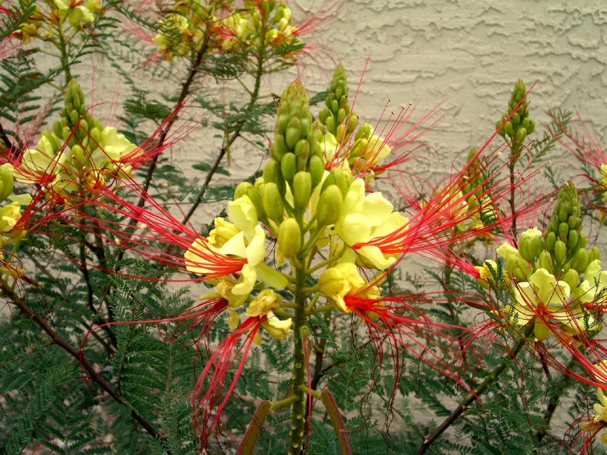 Caesalpinia Gilliesii Yellow and Red Flowers