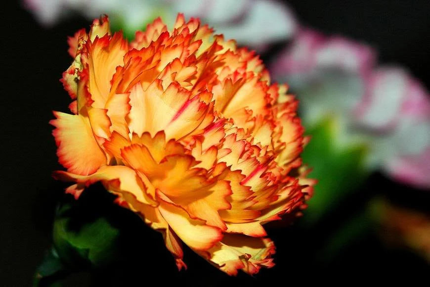 Yellow and Red Carnation Flower Seeds for Planting