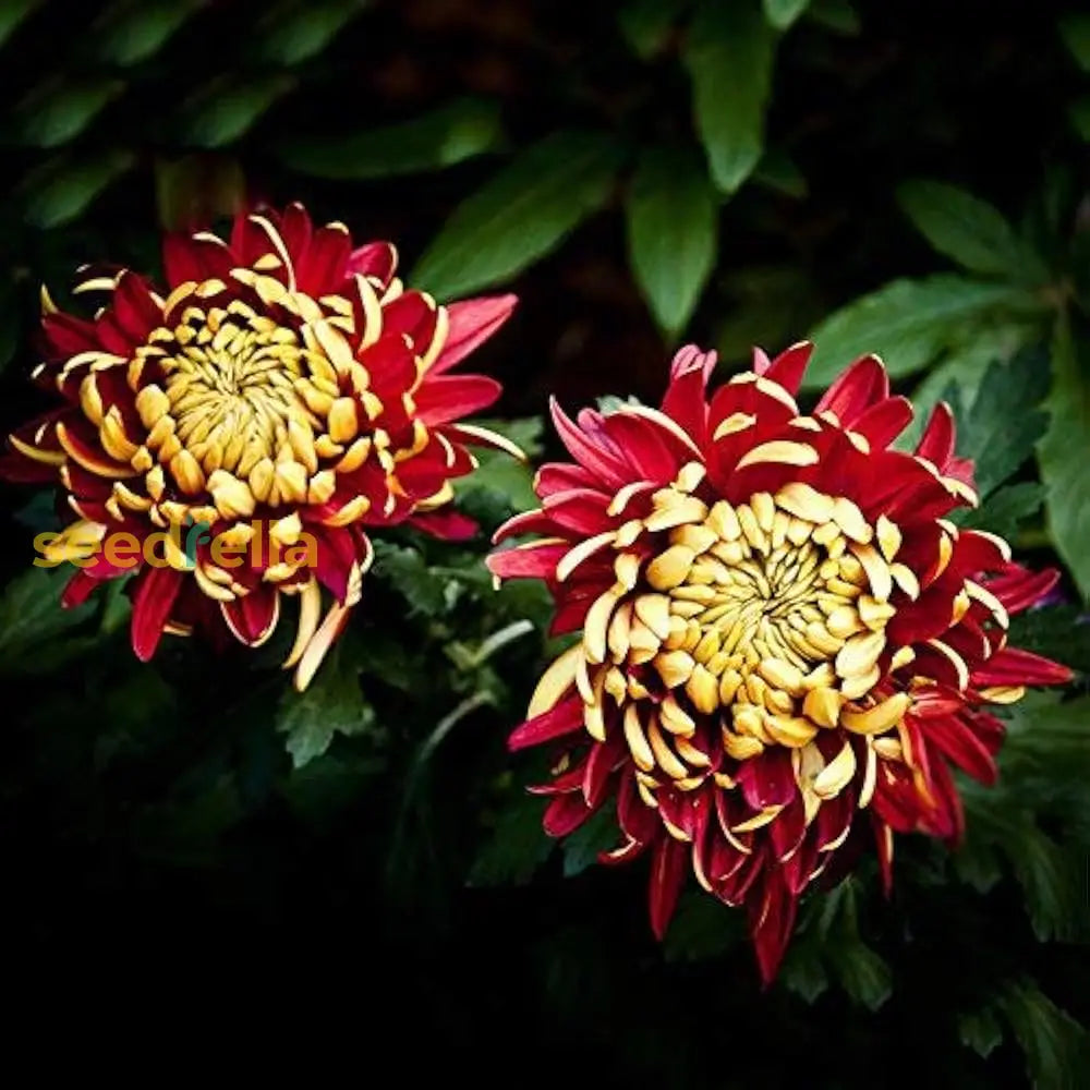 Yellow Red Chrysanthemum Flower Seeds For Planting