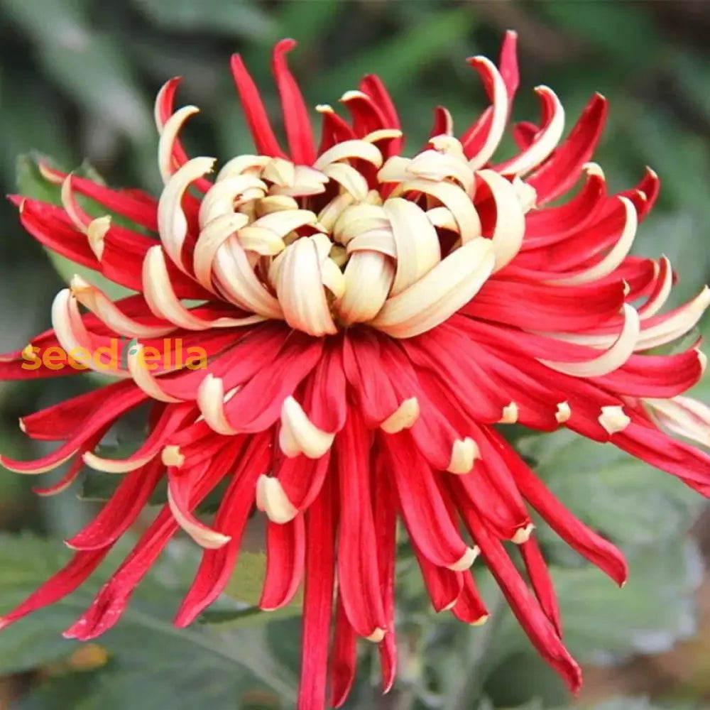 Yellow Red Chrysanthemum Flower Seeds