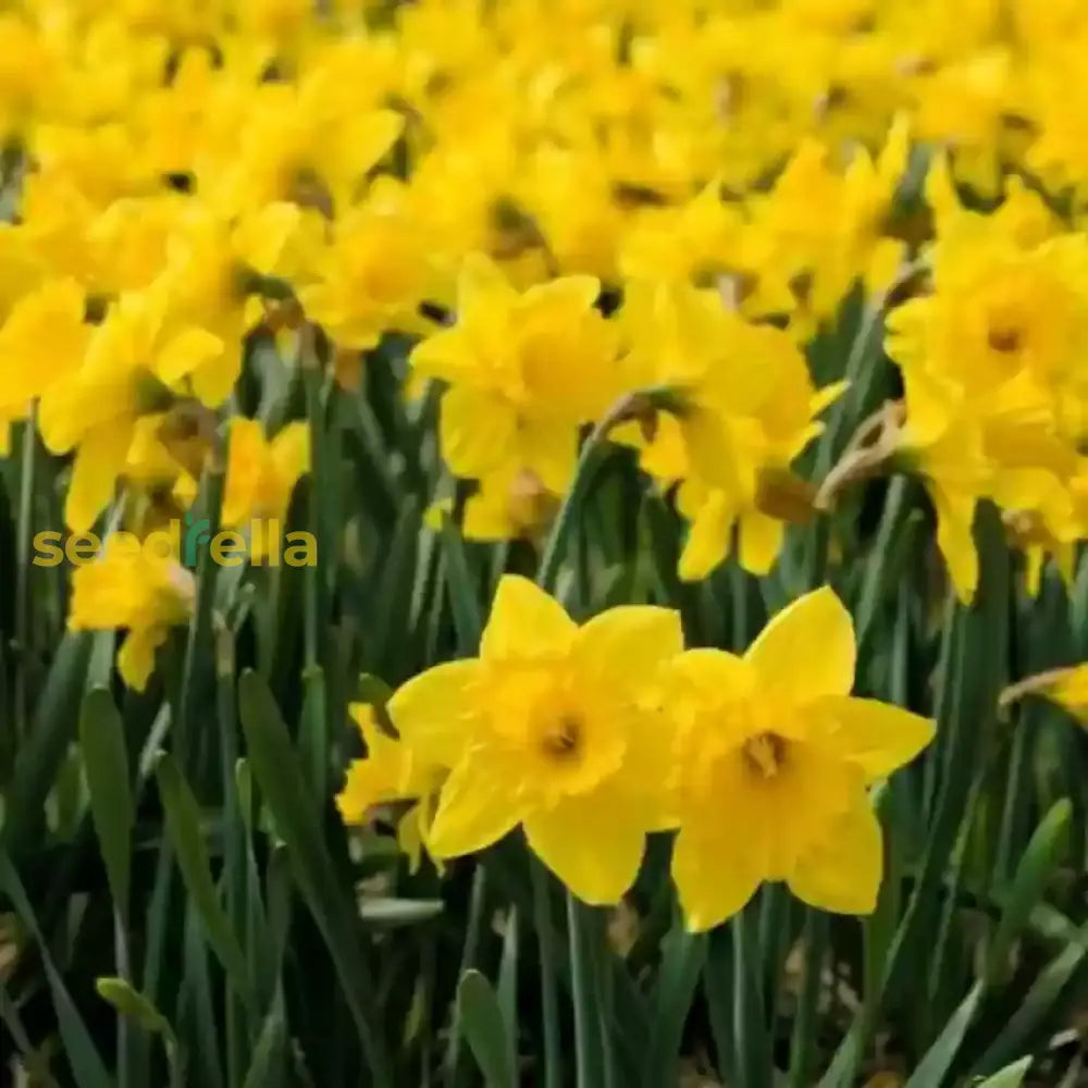 Yellow Red Daffodil Seeds For Planting  Bright Perennial Flowers Flower